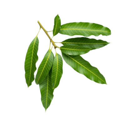 Mango Leaves Bunch