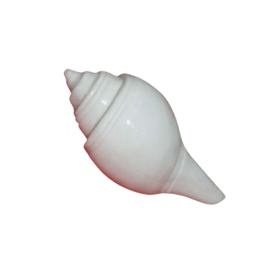 Shankh for Puja (1pc)