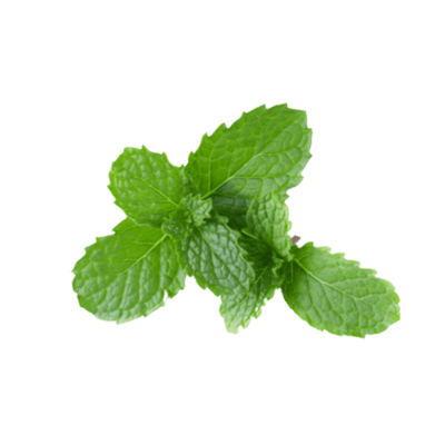 [VEG-57] Mint (p bunch)