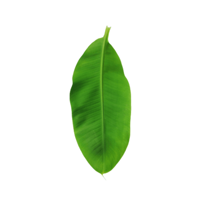 [VEG-08] Banana Leaf (Big Size) (Not to be sent by Courier)
