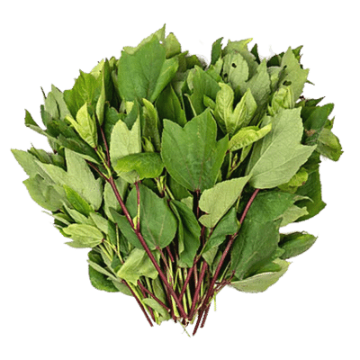 [VEG-36] Gongura Leaves (p bunch) (~200g)