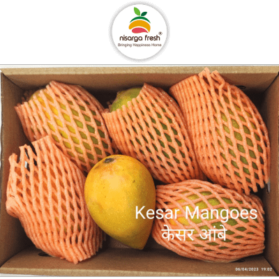 [FRU-13-1] Kesar Mangoes (5-6pcs) net wt ~1.3kg
